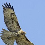 birds, photos, avian, nature, photography, fotos, images